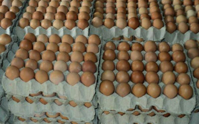 Fresh Chicken Eggs