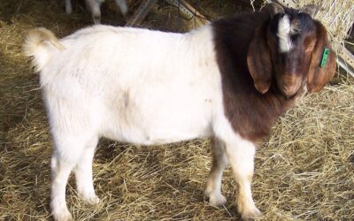 Boer Goats