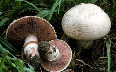 Agaricus bisporus