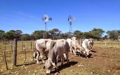 Brahman cattle