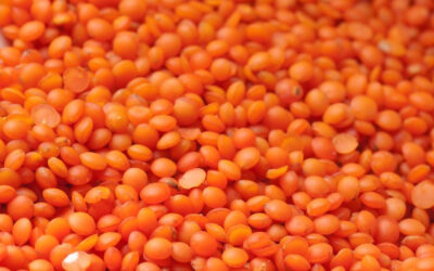 Lentils