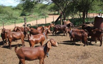 Kalahari Red goat