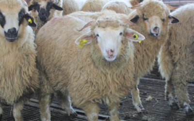 Merino sheep