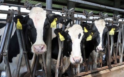 Pregnant Holstein Cows