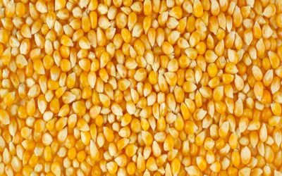 Yellow Corn