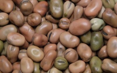 FABA BEANS