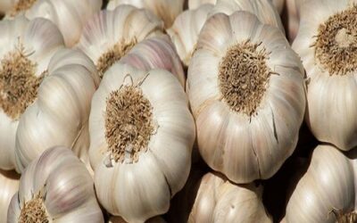 Garlic