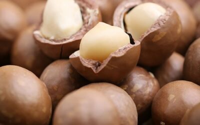 MACADAMIA NUTS