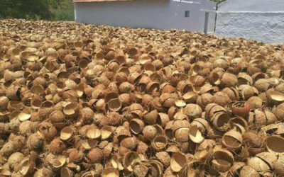 Coconut shell raw material